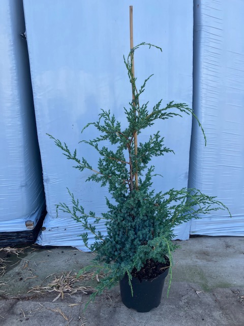 Picture of Juniperus chin. Blue Alps P26 (7.5 Ltr) 80/100