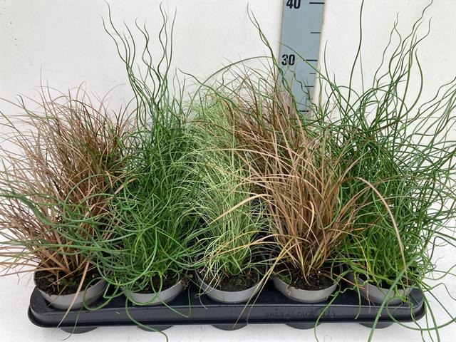 Picture of Grasses in varieties P10.5