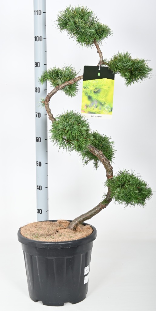 Picture of Larix kaempferi P32 (15 Ltr) 80/CM-BONSAI