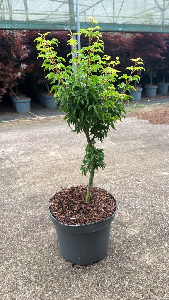 Acer pal. Shishigashira