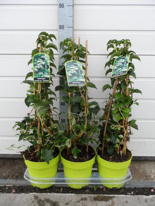 Picture of Hydrangea ano. Petiolaris P20-(3.5-LTR) LIME-POT