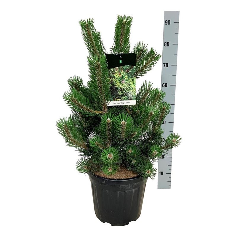 Picture of Pinus nigra Oregon Green P32 (15 Ltr)