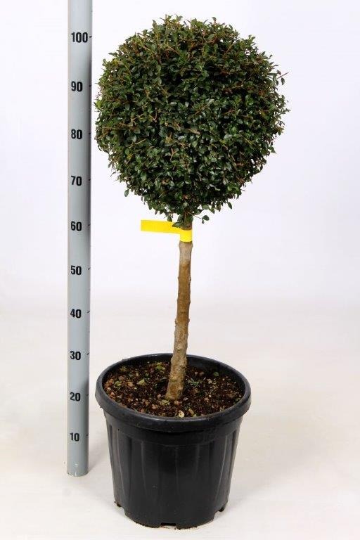 Picture of Ligustrum jonandrum C12 1/4-STD-HEAD-35/40