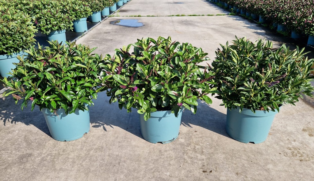 Picture of Hebe Addenda in varieties P27 (7.5 Ltr)