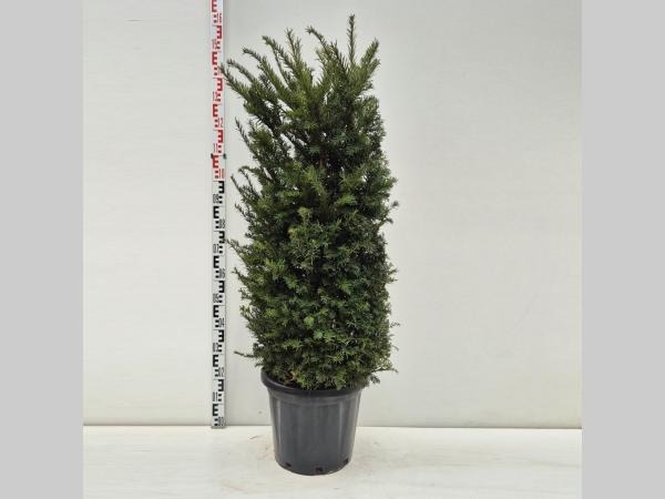 Taxus baccata