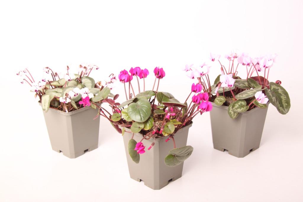 Bild von Cyclamen persicum hardy P9