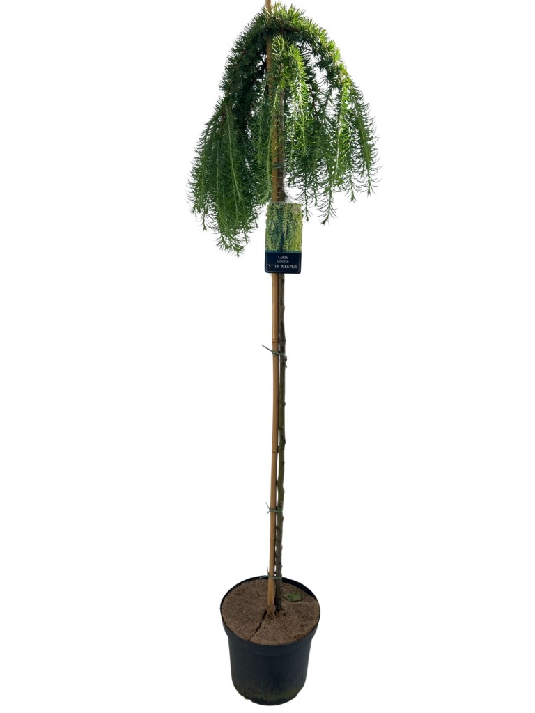 Picture of Larix kaempf. Stiff Weeper P29 (10 Ltr) 150/STD