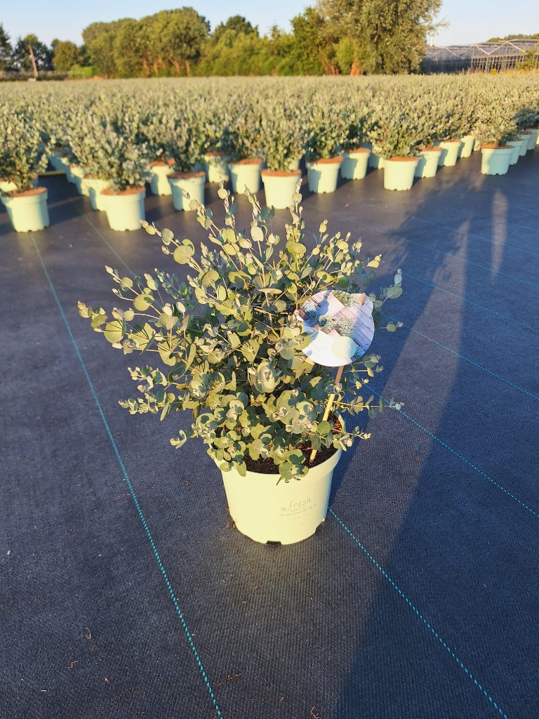 Eucalyptus gunnii