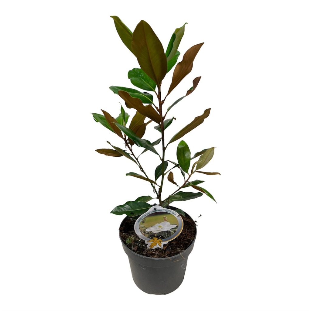 Picture of Magnolia grandiflora Little Gem P23 (5 Ltr) 50/60