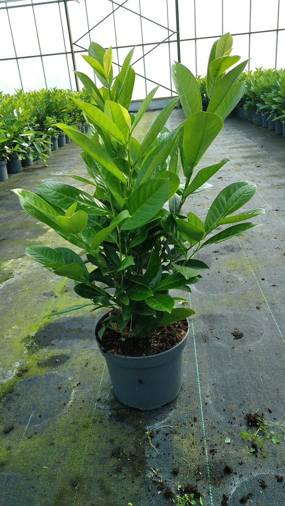 Prunus laur. Rotundifolia