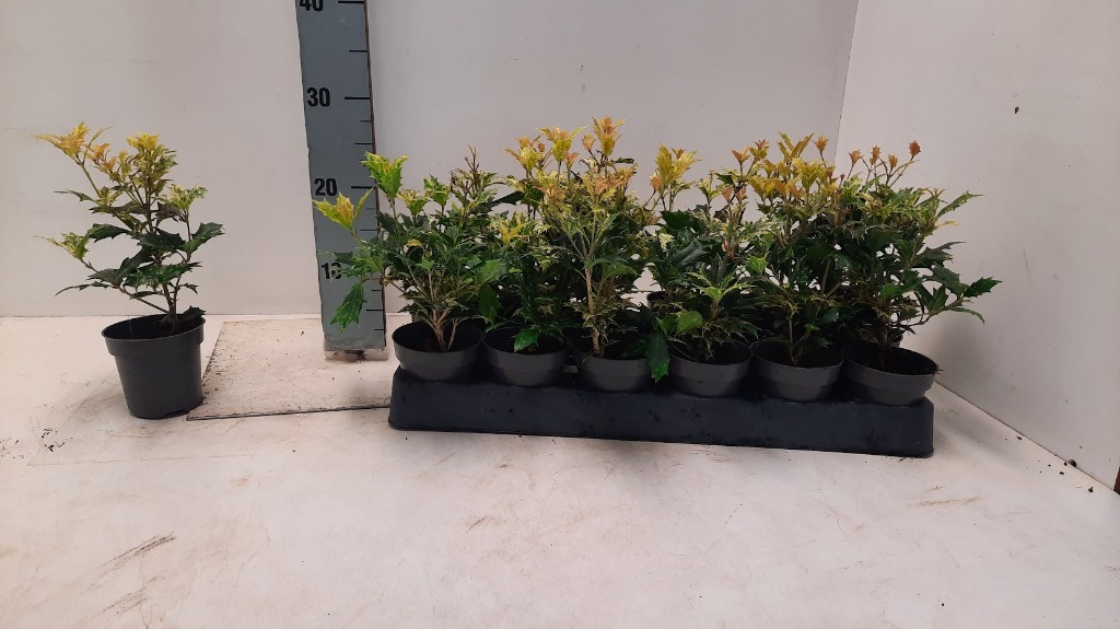 Osmanthus het. Goshiki