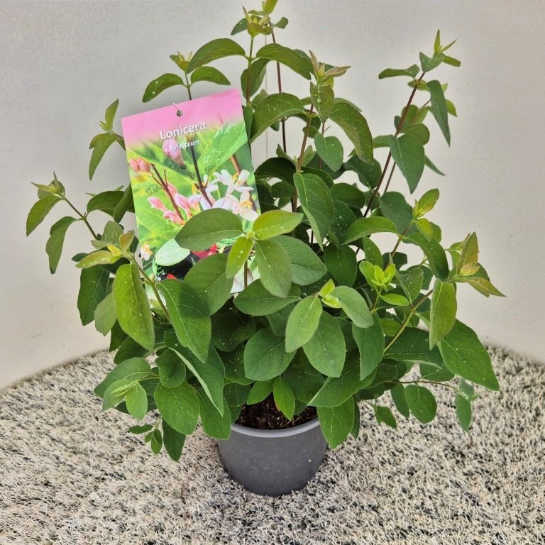 Lonicera xylosteum