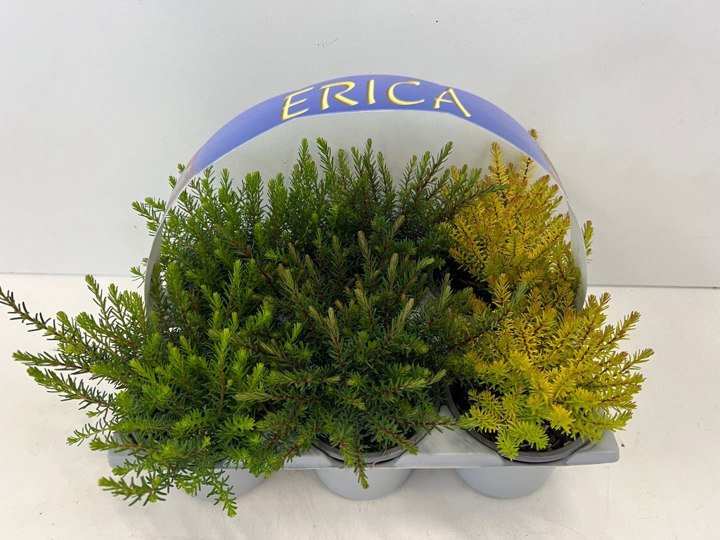 Picture of Erica in varieties 6-PACKS