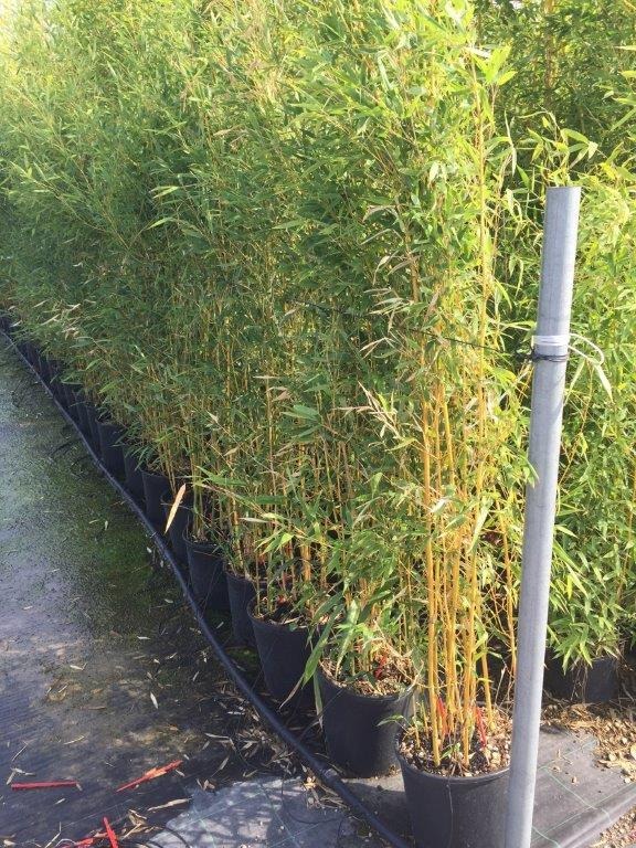 Picture of Phyllostachys aureosulcata Spectabilis C10 150/160