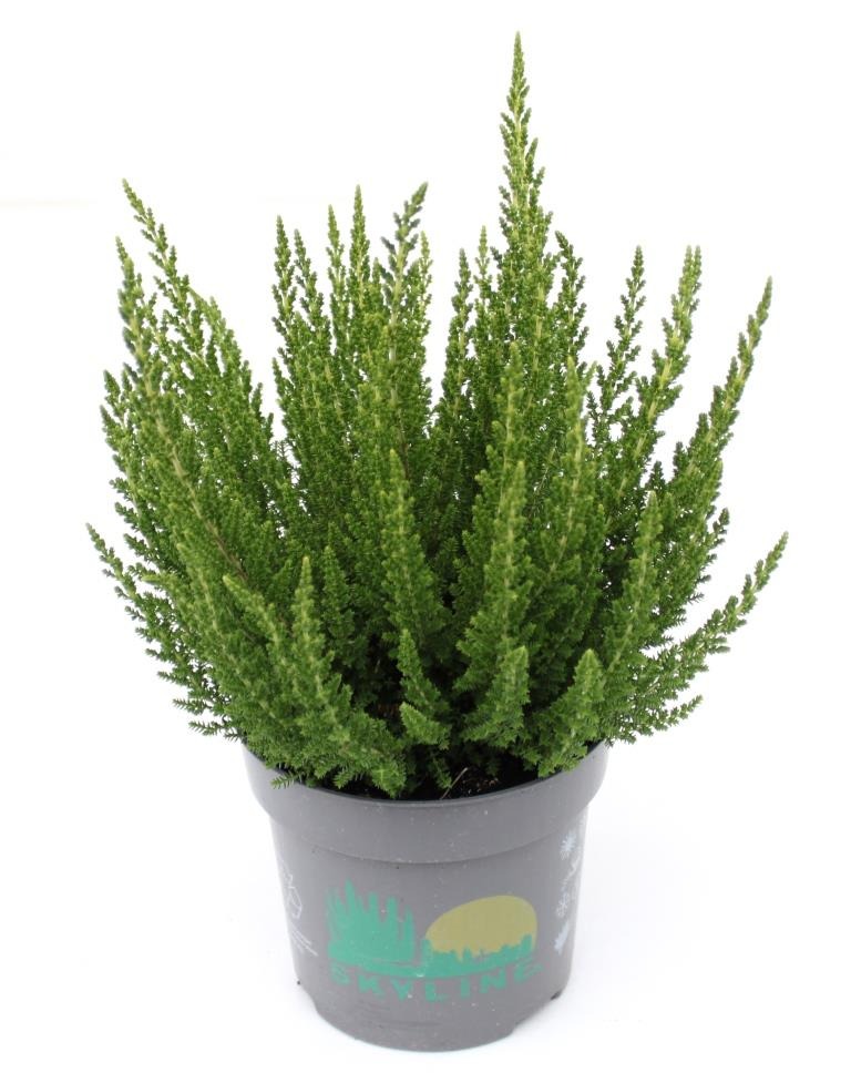 Picture of Calluna Beauty Ladies Skyline Verona (light green) P11 15-CM