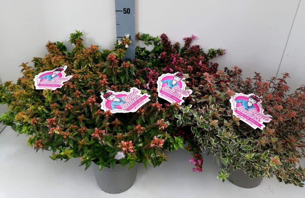 Picture of Abelia x grandiflora in varieties per shelf P19 (3 Ltr) 40-CM