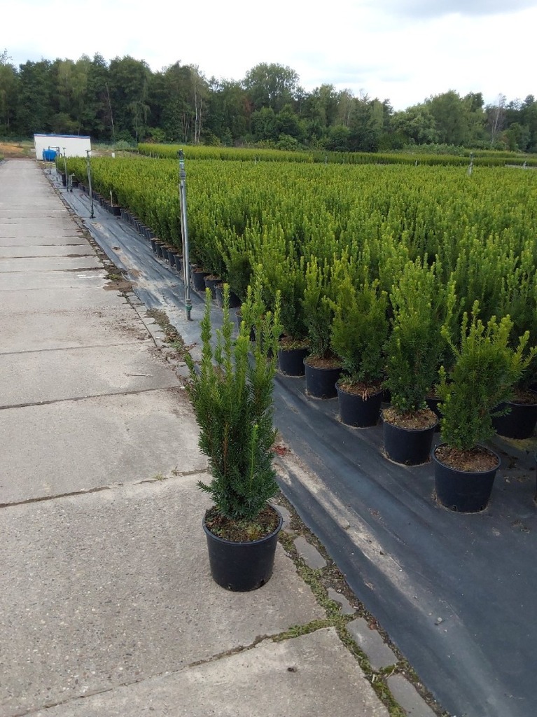 Taxus med. Hillii