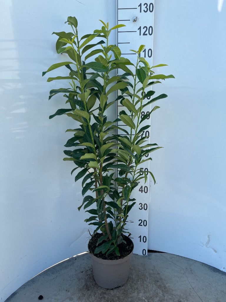 Picture of Prunus laur. Genolia P23 (5 Ltr) 80/100