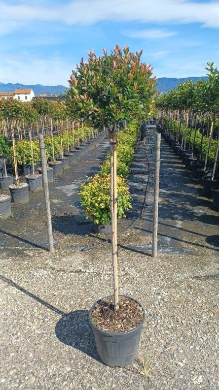 Picture of Photinia fraseri Chico C18 1/2 std 35/40 head