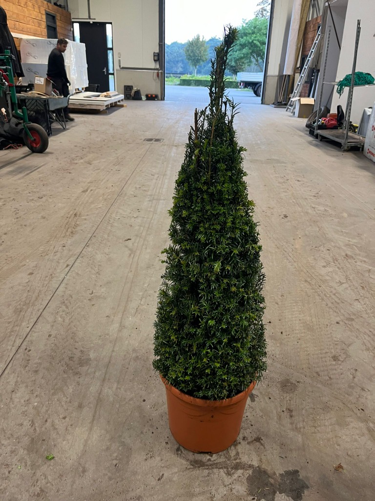 Picture of Taxus Baccata P31-(12-LTR) PYR-80/100