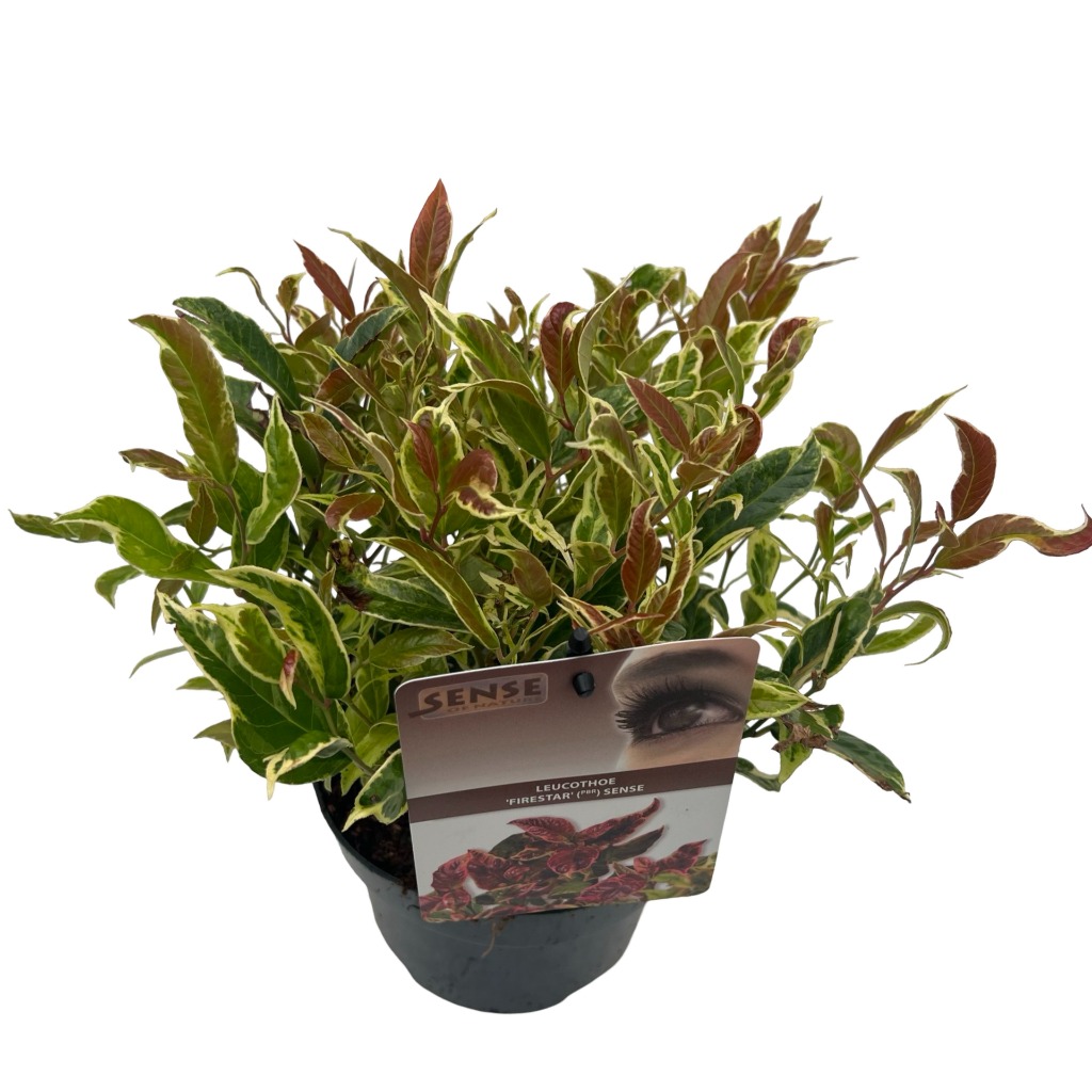 Picture of Leucothoe Fire Star ® sense P17 (2 Ltr) (LOOSE)