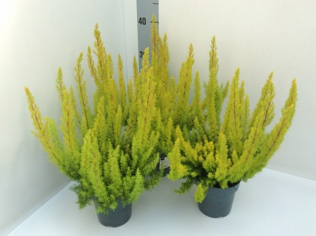 Picture of Erica arborea Alberts Gold P12 30-CM