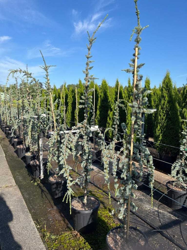 Cedrus lib. Glauca Pendula