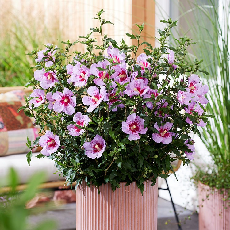 Picture of Hibiscus syriacus little Legends Pink (Samilhong PBR) P23 (5 Ltr)