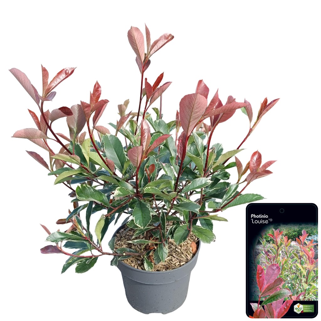 Picture of Photinia fras. Louise P23 (5 Ltr)