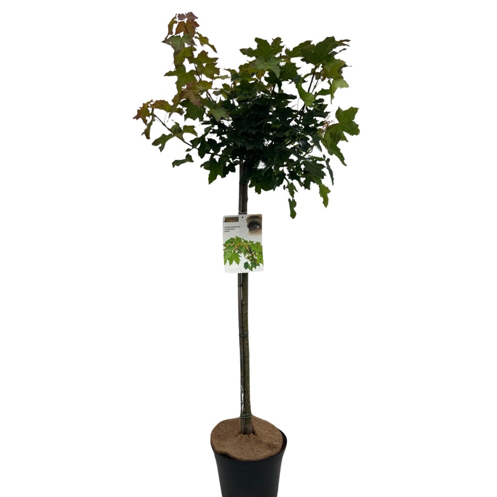 Picture of Acer plat. Globosum P29 (10 Ltr) 100/STD