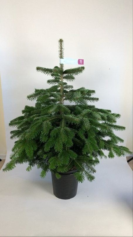 Picture of Trolley Deal 2024 ABIES NORDMANNIANA P29 (10 Ltr) 100/125 INC POT/POTGROWN