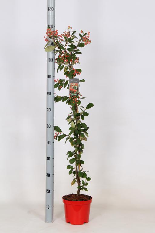 Picture of Cotoneaster lacteus P19 (3 Ltr)red pot 80/100