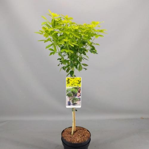 Picture of Choisya ternata Sundance P19 (3 Ltr) 50/STD