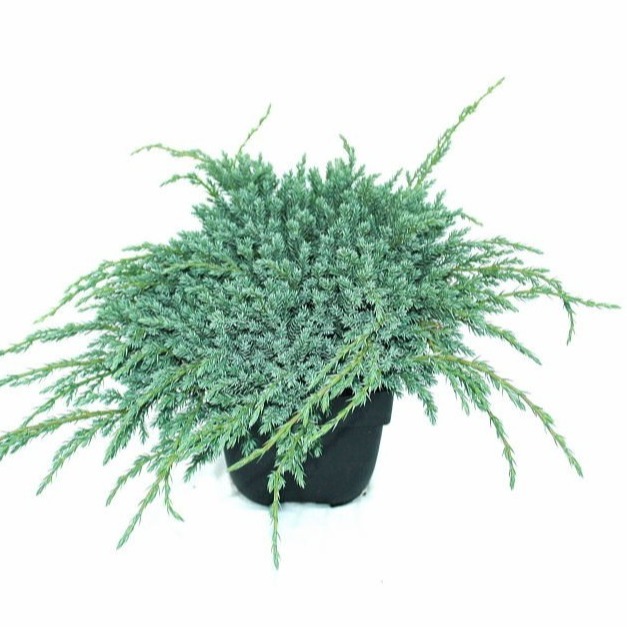 Picture of Juniperus squamata Blue Carpet P17 (2 Ltr) 20/25