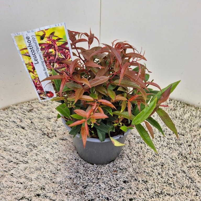 Leucothoe kei. Burning Love