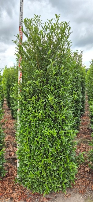 Image de Prunus laur. Sofia EXTRA ROOTBALL 200/225cm