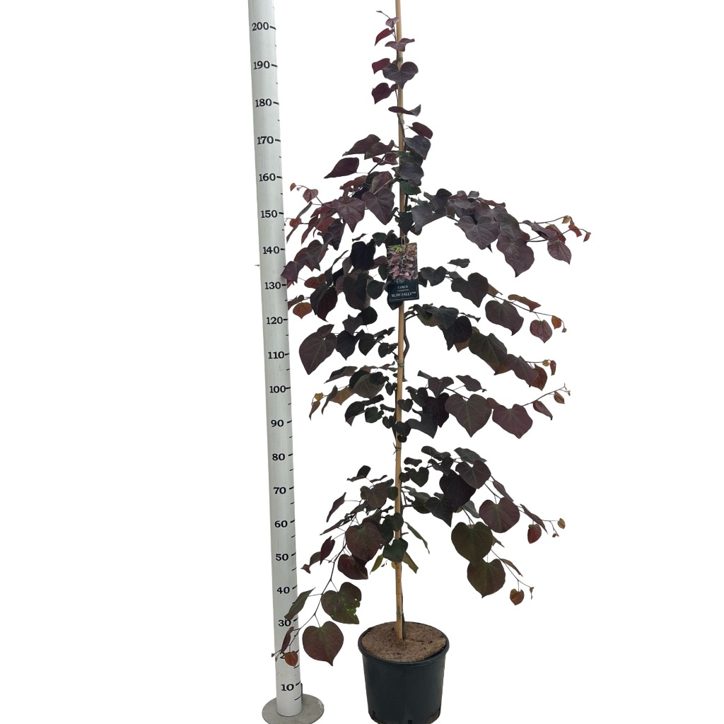 Cercis can. Ruby Falls
