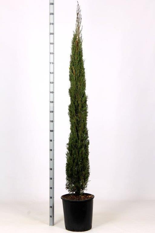 Picture of Cupressus sempervirens Stricta C18 175/200