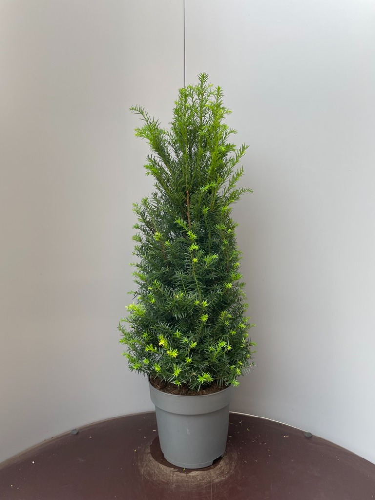 Picture of Taxus Baccata P29 (10 Ltr) 80-100CM