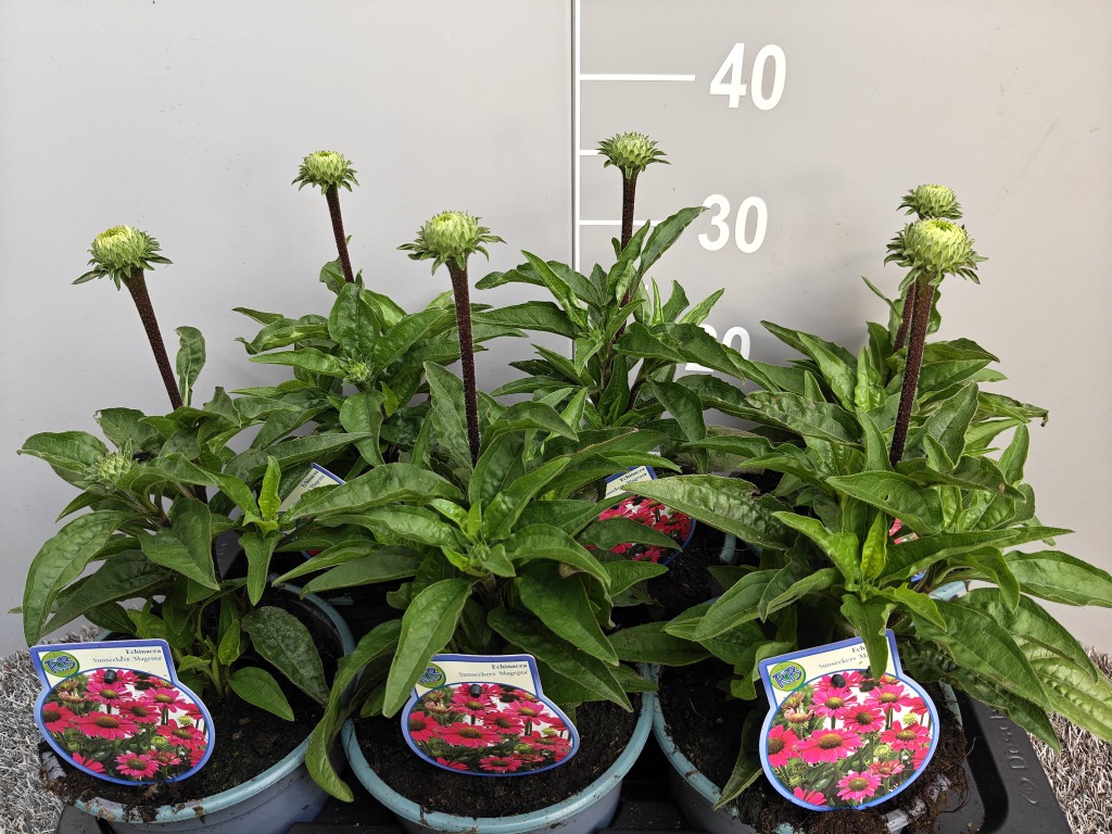 Echinacea purp. Sunseekers Magenta