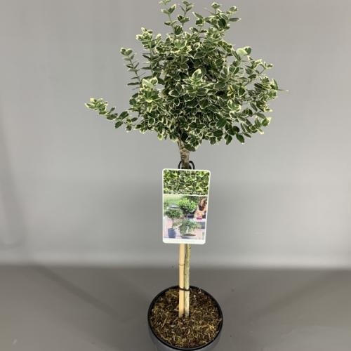 Picture of Euonymus fort. Emerald 'n Gaiety P19 (3 Ltr) 50/STD