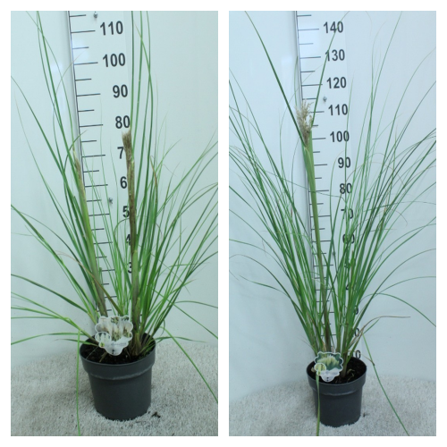 Picture of Trolley Deal 2025 Cortaderia in varieties P23 (5-Ltr)
