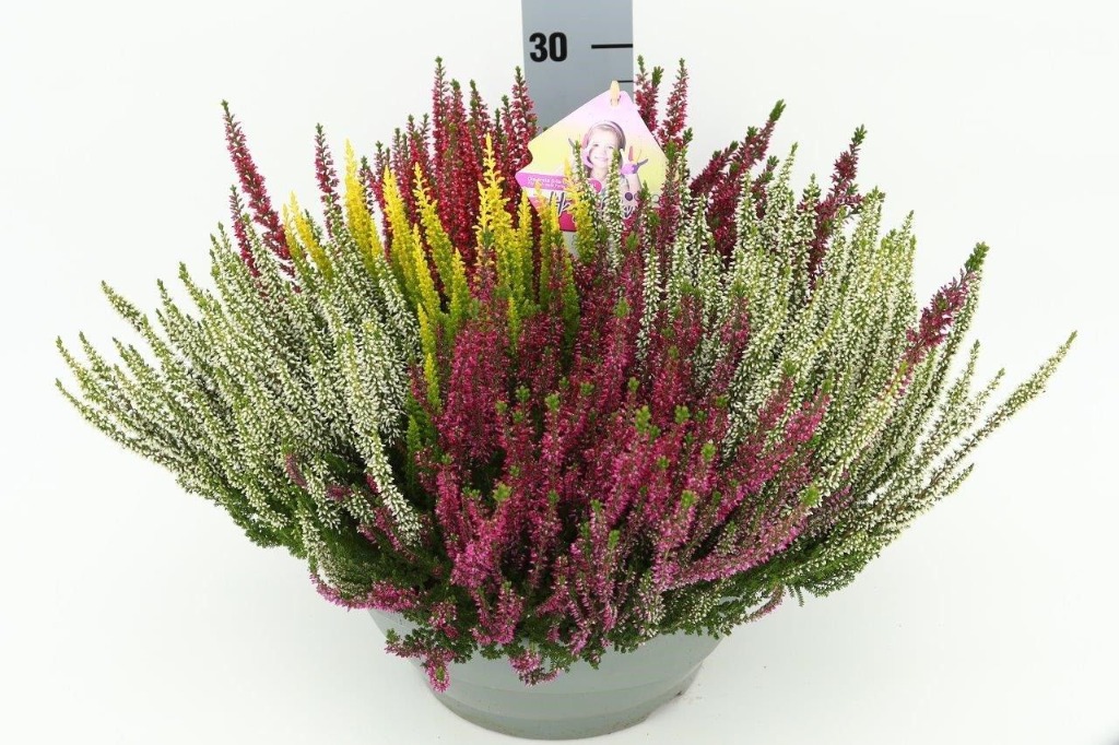 Billede af Calluna Beauty Ladies High Five® Bowl P27 bowl