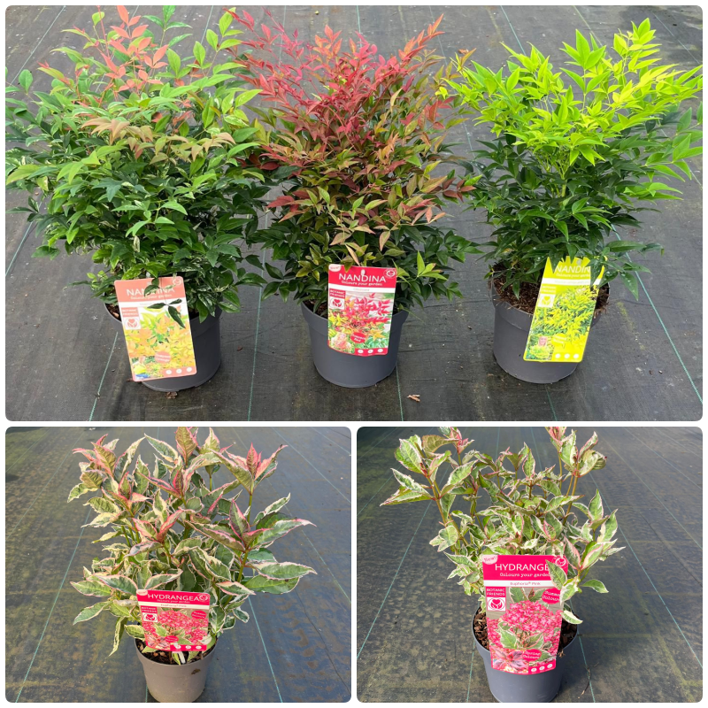 Picture of Trolley Deal 2024 Shrubs in varieties & mixed sizes S9