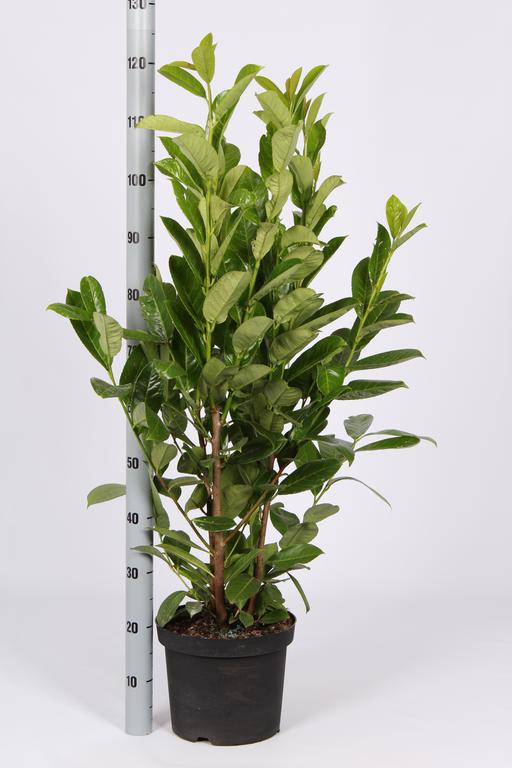 Picture of Prunus laur. Rotundifolia P26 (7.5 Ltr) 100/125