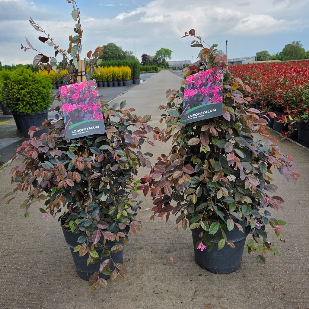 Loropetalum chin. Fire Dance