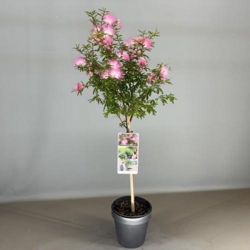 Picture of Calliandra sur Dixie Pink P19 (3 Ltr) 50/STD