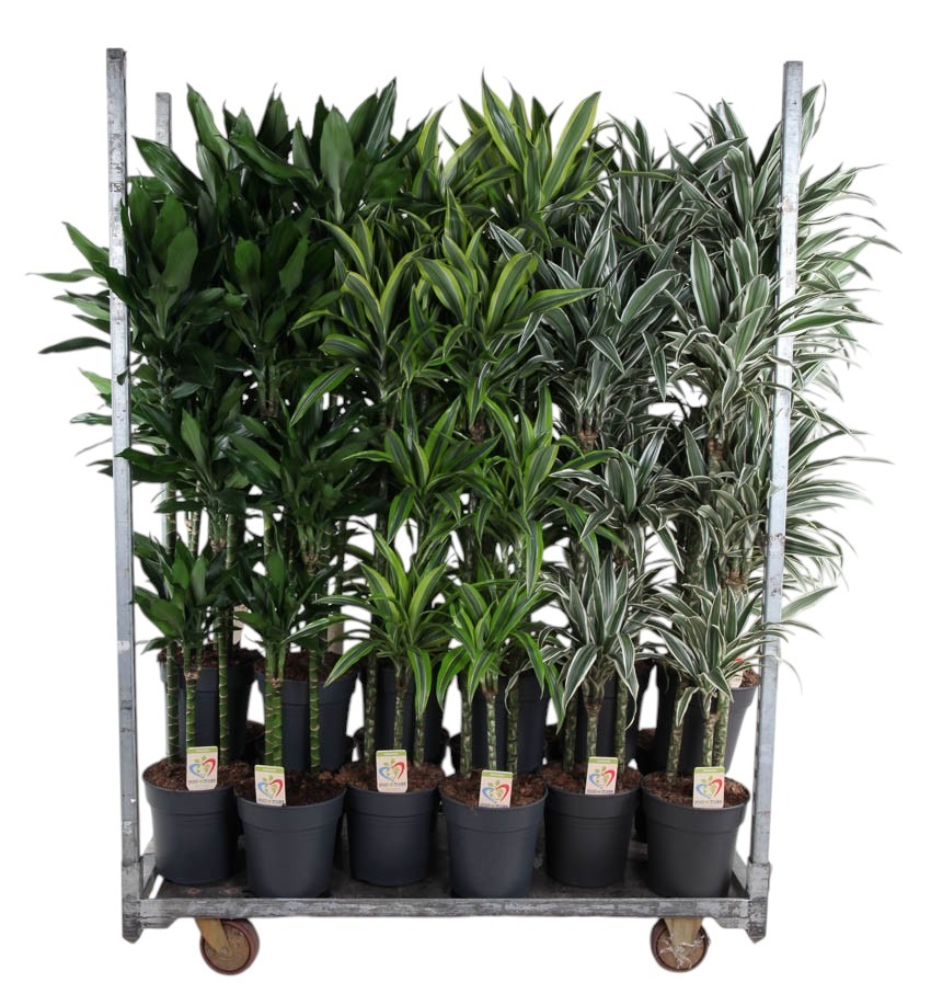 Afbeeldingen van Trolley Deal 2025 Houseplants in varieties Summer Promo 05 P27 height 160 cm