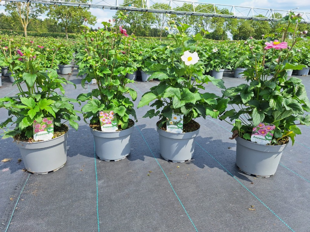 Picture of Anemone hybride in varieties PEAT FREE P19-(3-LTR)
