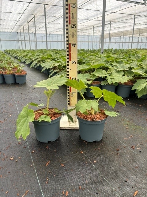Tetrapanax papyrifer Rex